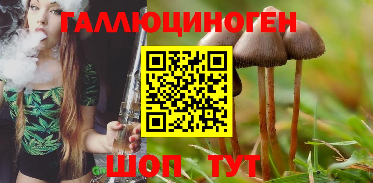 наркота  Вход с VPN  Горно-Алтайск  Галлюциногенные грибы Cubensis 